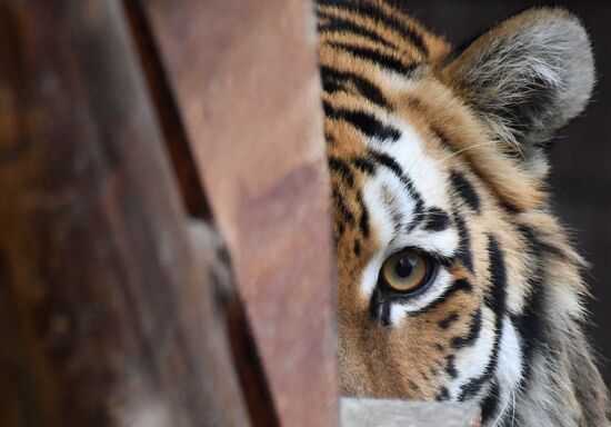 Russia Zoo Tigers
