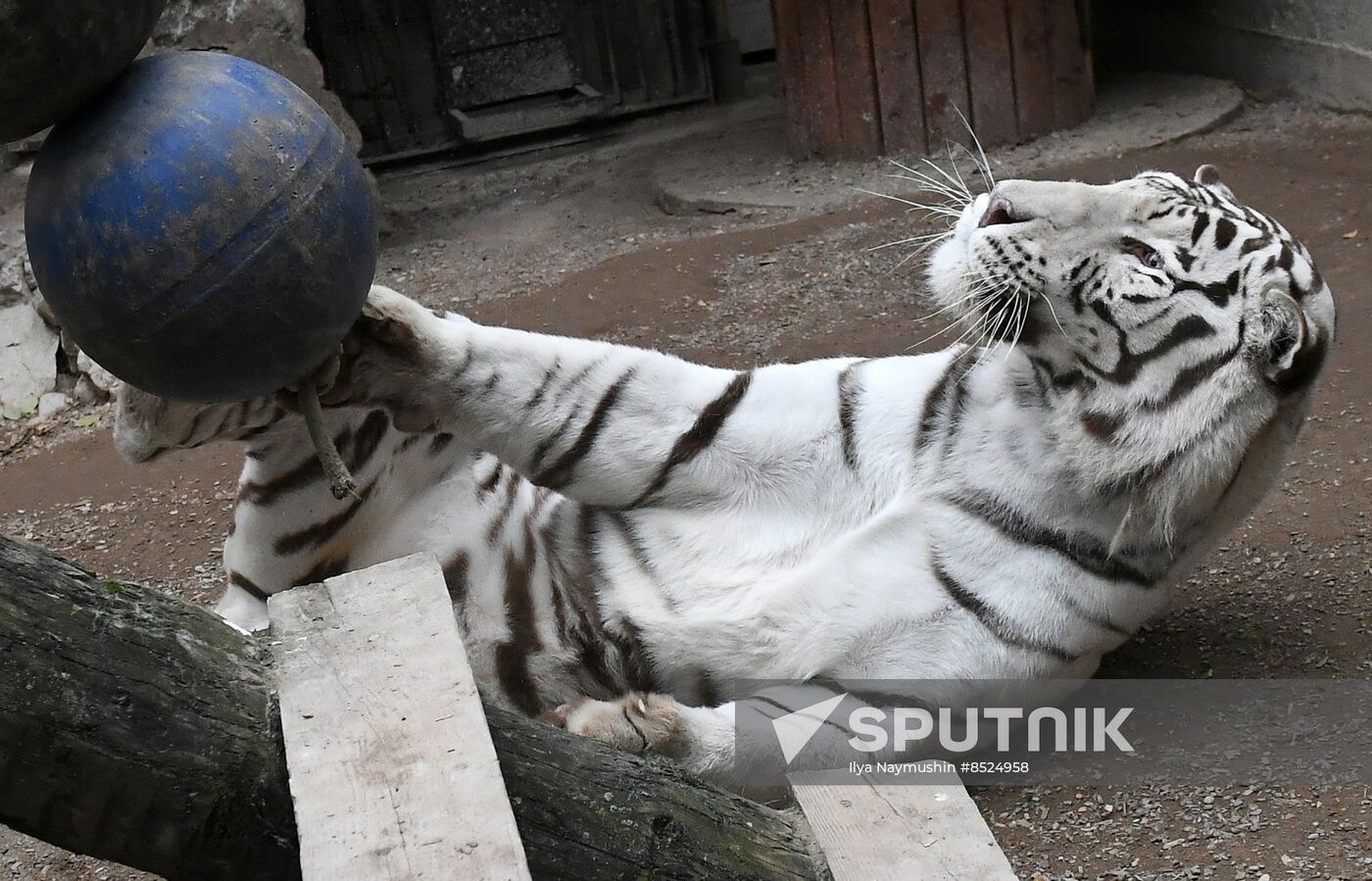 Russia Zoo Tigers