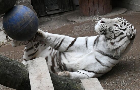 Russia Zoo Tigers