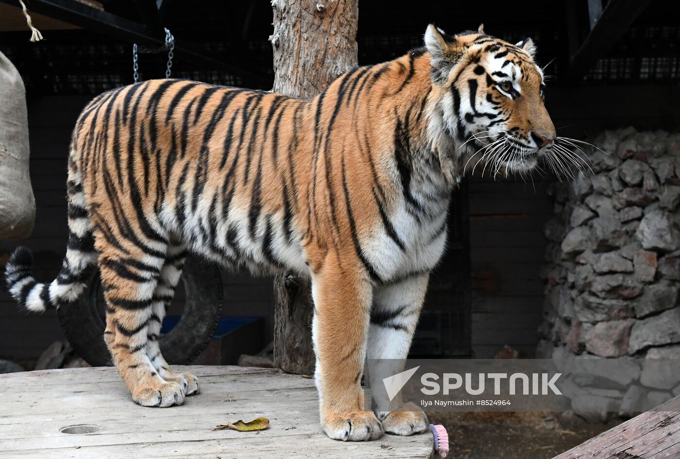 Russia Zoo Tigers