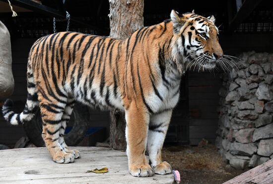 Russia Zoo Tigers