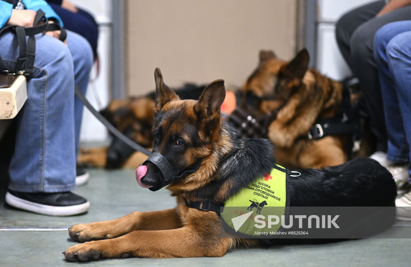 Russia Guide Dogs