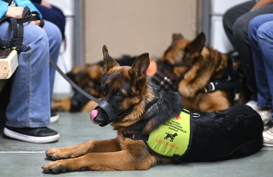 Russia Guide Dogs