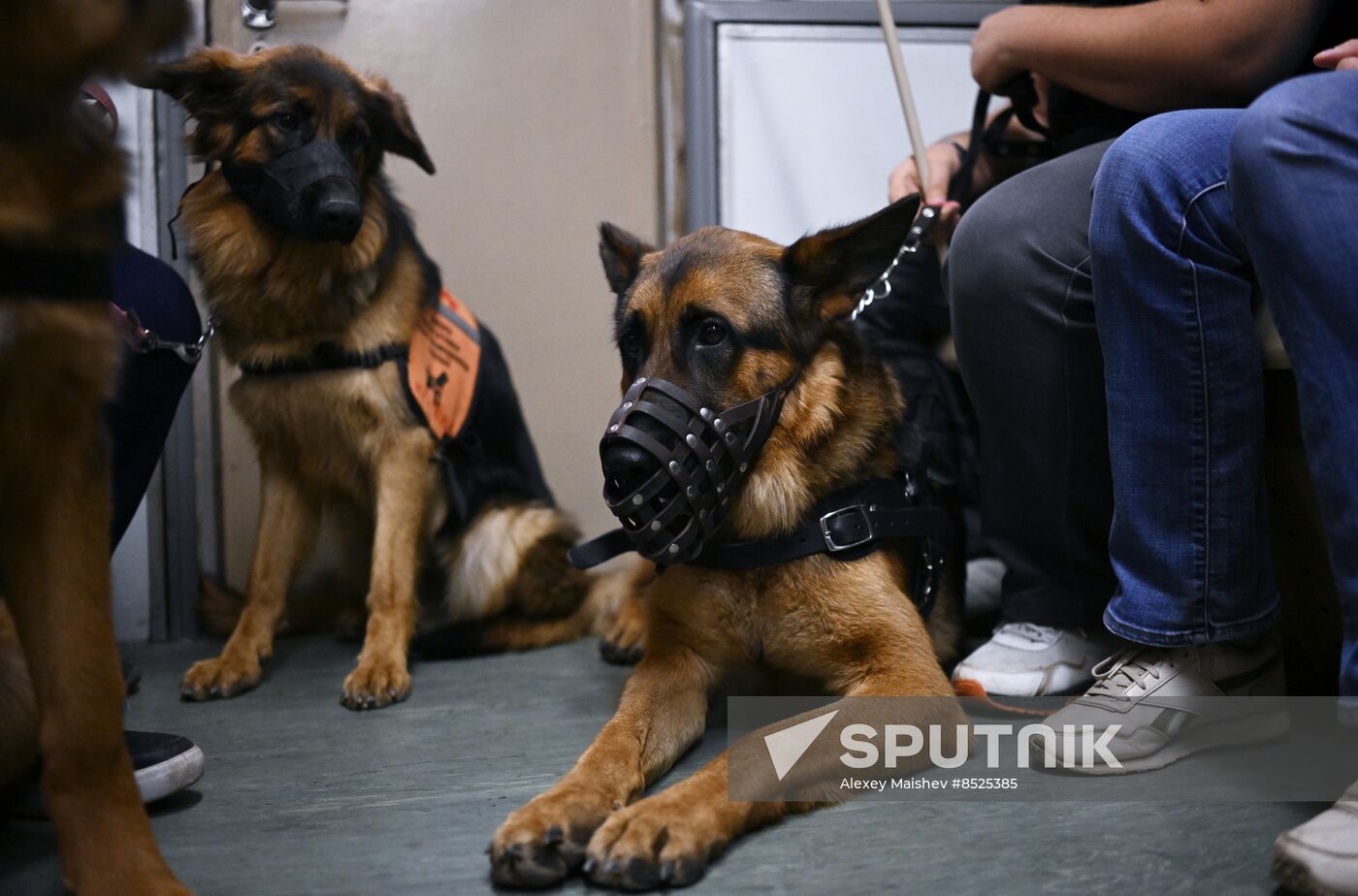 Russia Guide Dogs