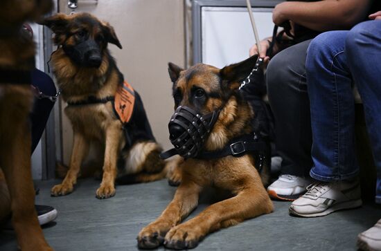 Russia Guide Dogs