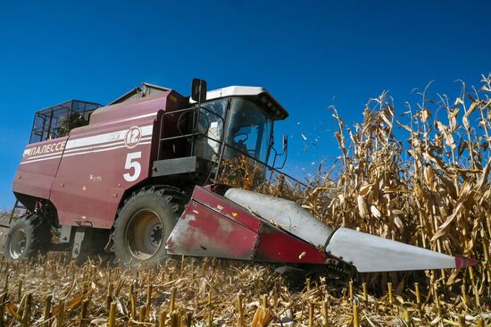 Russia Agriculture Corn Harvesting