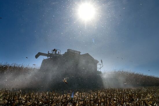 Russia Agriculture Corn Harvesting