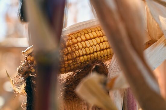 Russia Agriculture Corn Harvesting