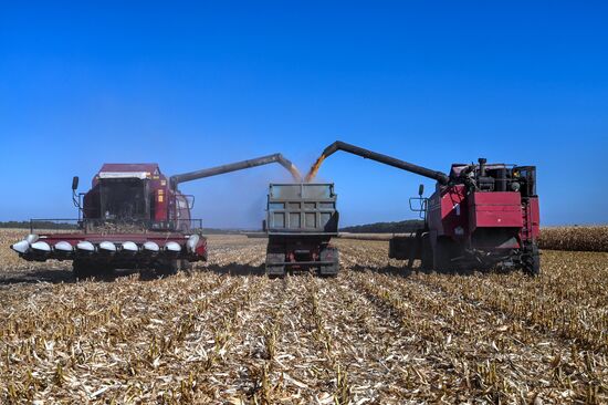 Russia Agriculture Corn Harvesting