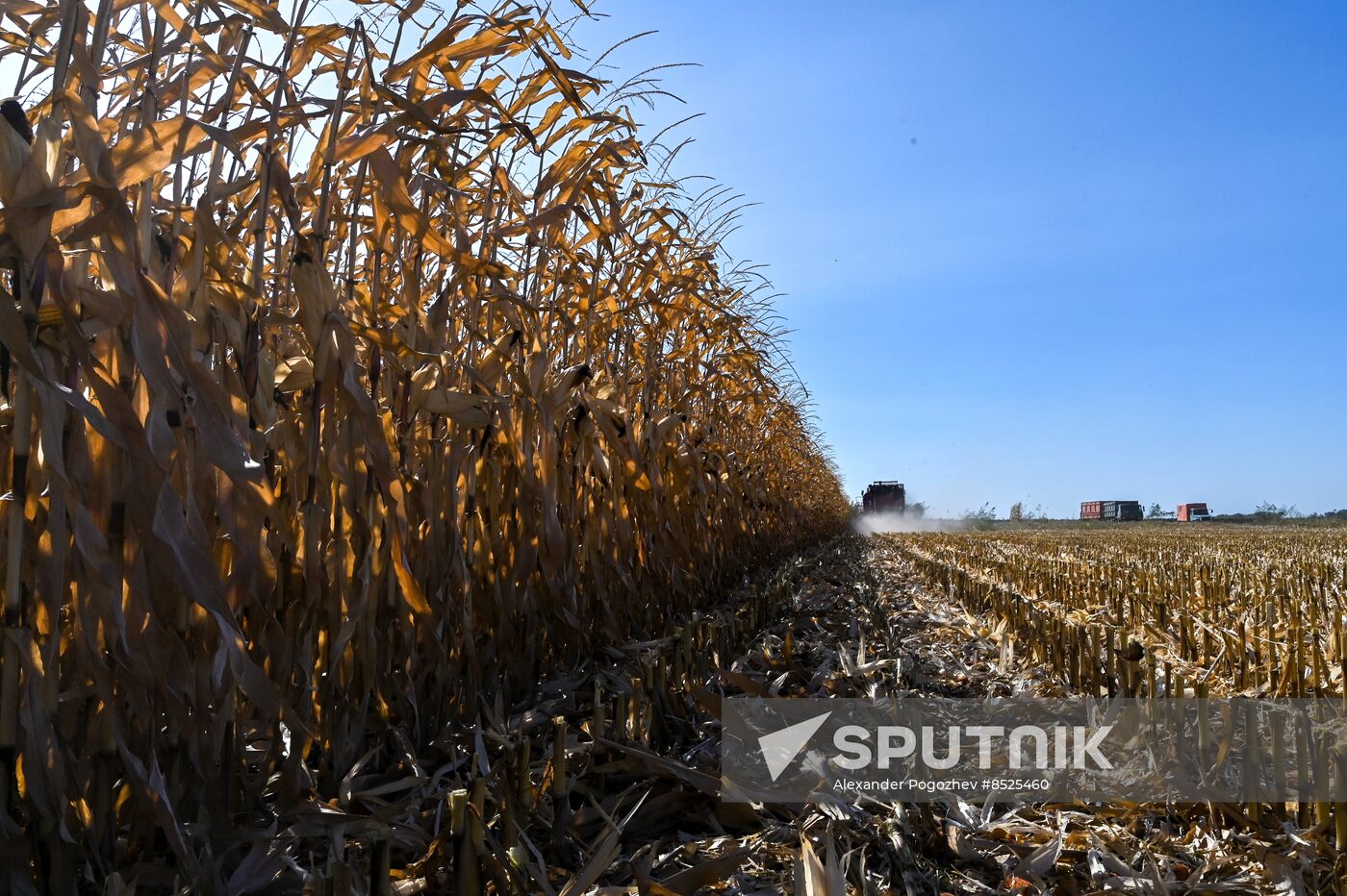 Russia Agriculture Corn Harvesting