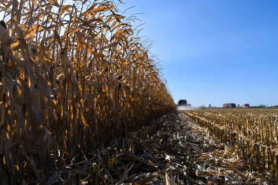 Russia Agriculture Corn Harvesting