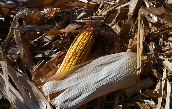 Russia Agriculture Corn Harvesting