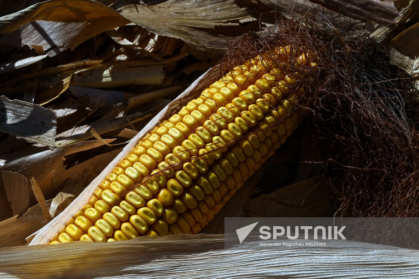Russia Agriculture Corn Harvesting