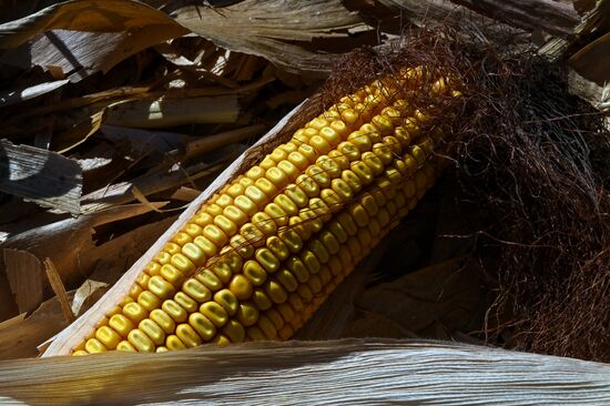 Russia Agriculture Corn Harvesting