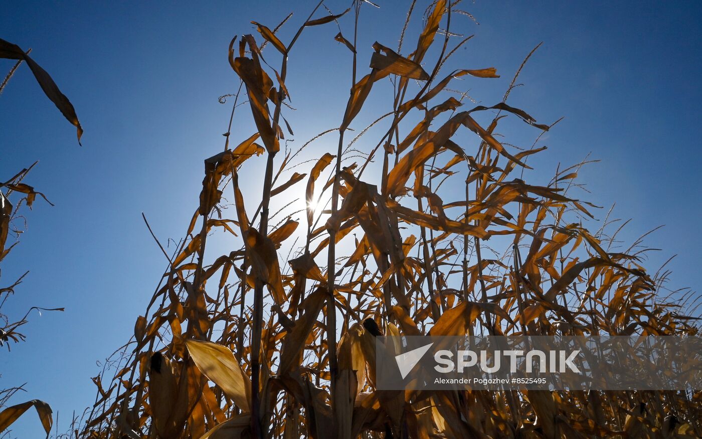 Russia Agriculture Corn Harvesting