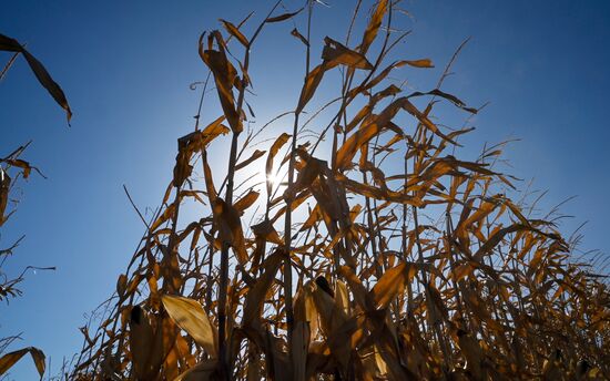 Russia Agriculture Corn Harvesting