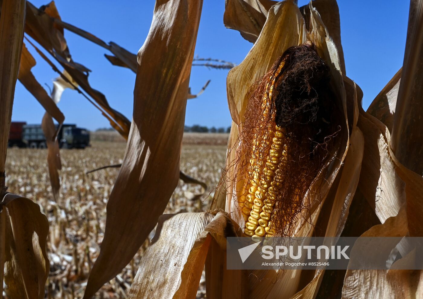 Russia Agriculture Corn Harvesting