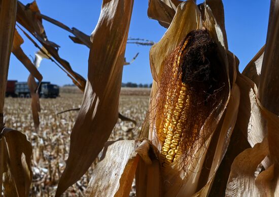 Russia Agriculture Corn Harvesting