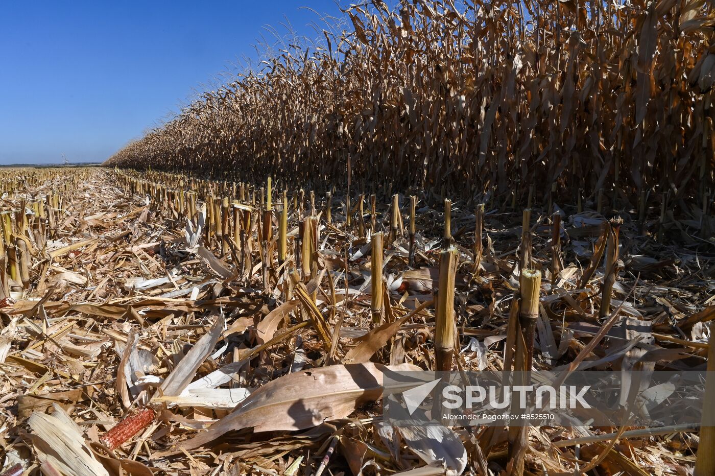 Russia Agriculture Corn Harvesting