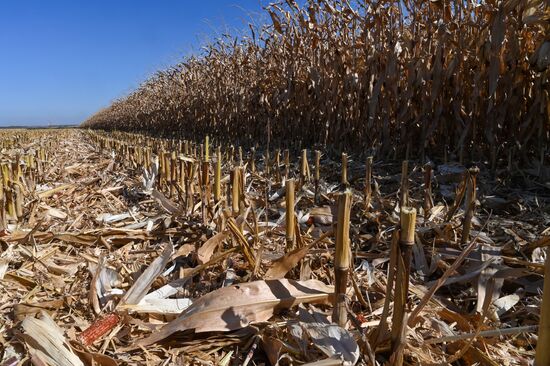 Russia Agriculture Corn Harvesting