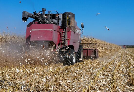 Russia Agriculture Corn Harvesting