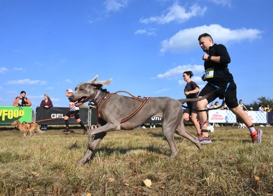 Russia Dog Cross
