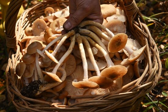 Russia Mushroom Season
