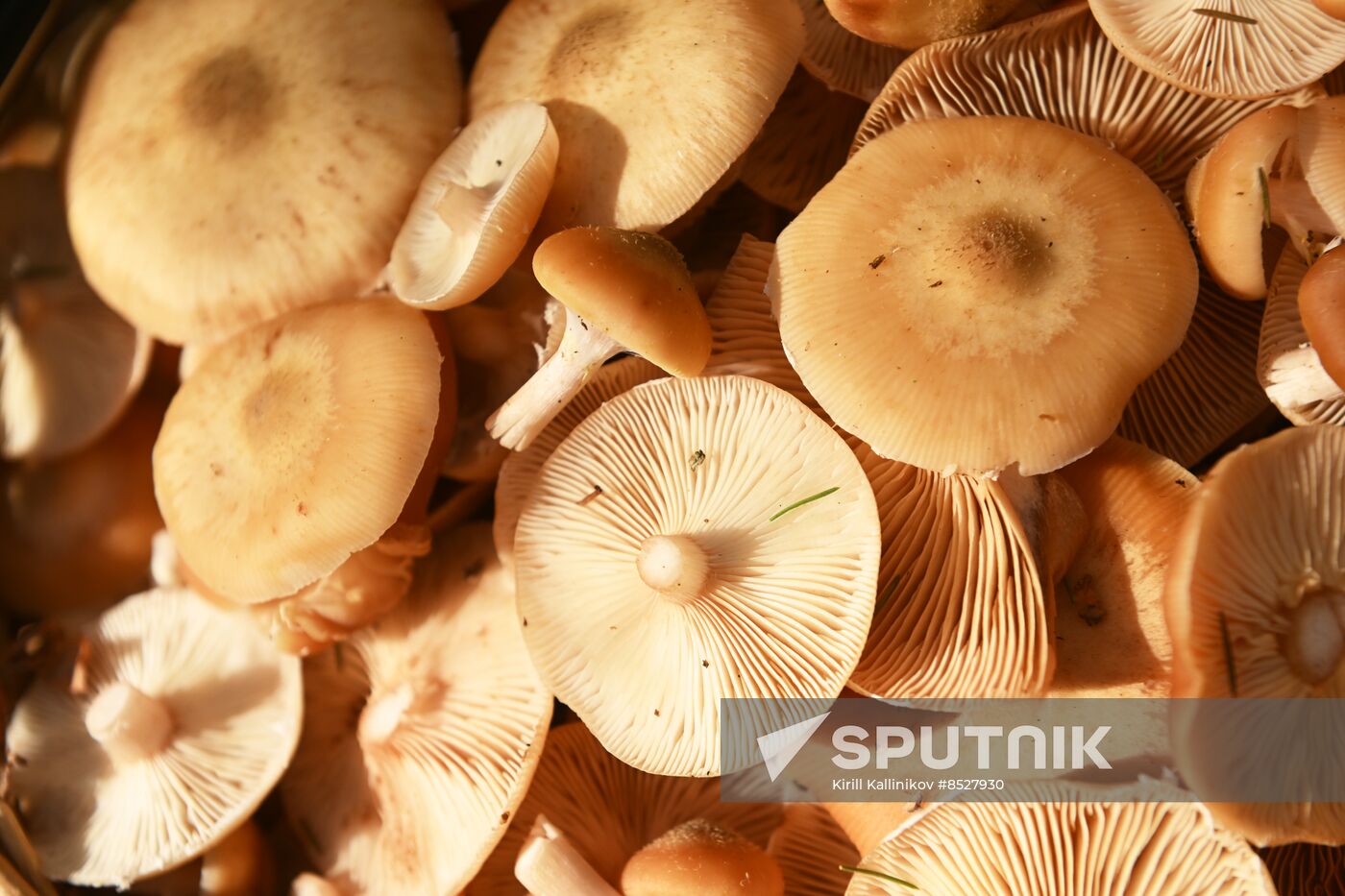 Russia Mushroom Season