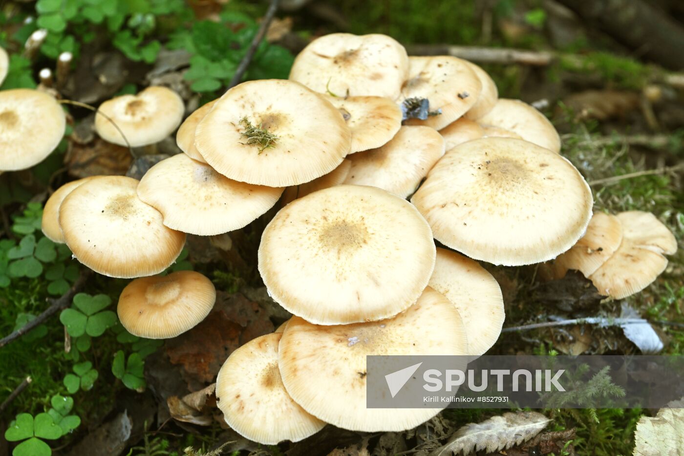 Russia Mushroom Season