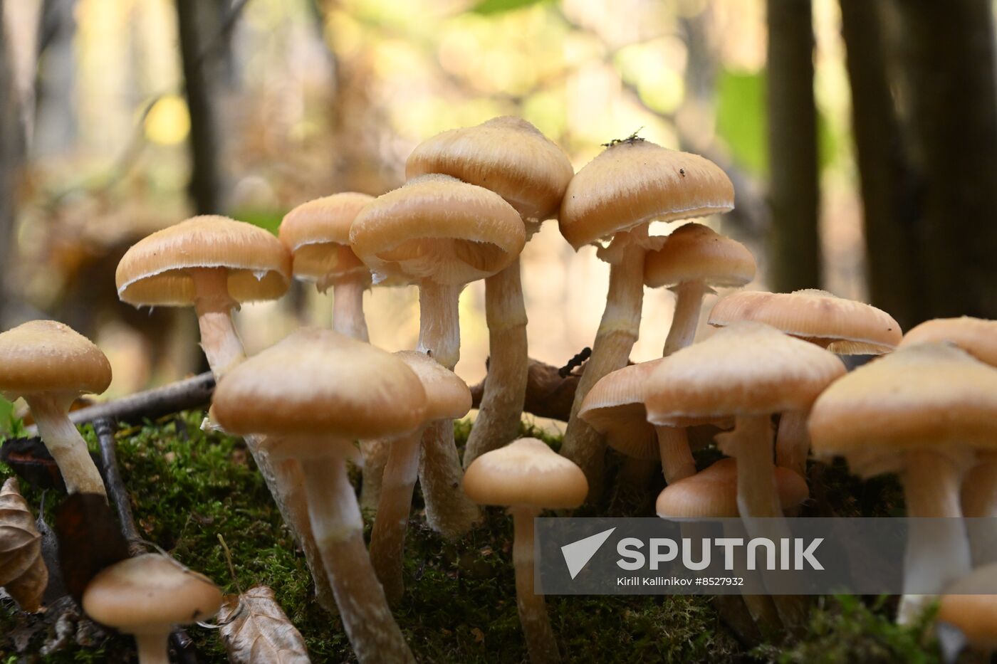 Russia Mushroom Season