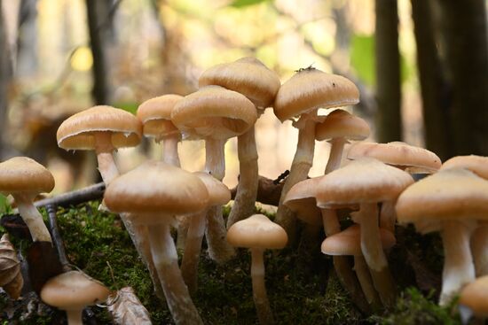 Russia Mushroom Season