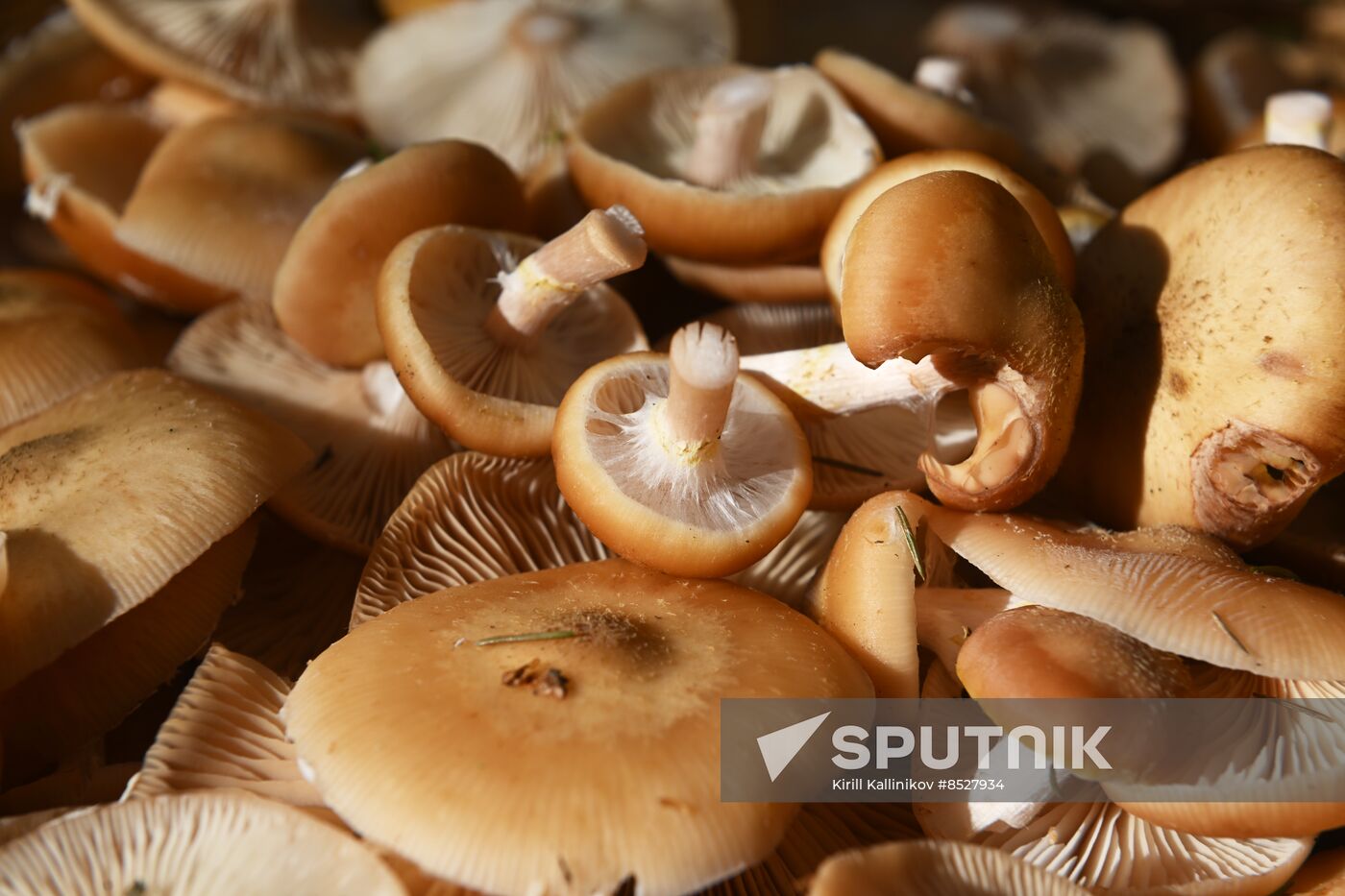 Russia Mushroom Season