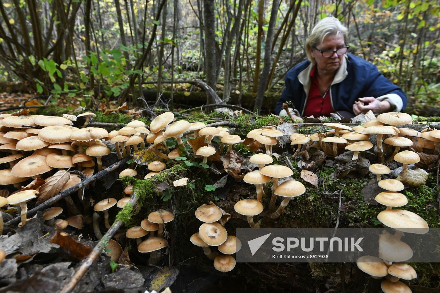 Russia Mushroom Season