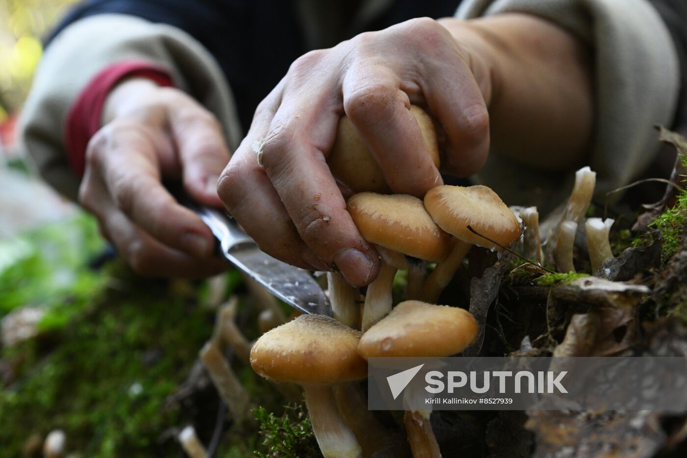 Russia Mushroom Season