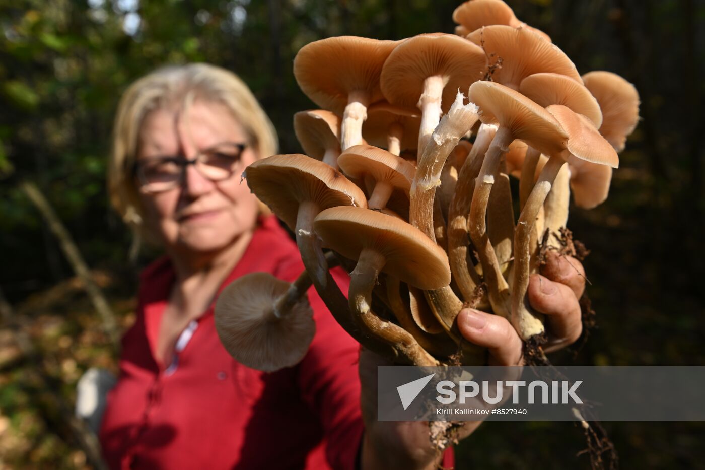 Russia Mushroom Season