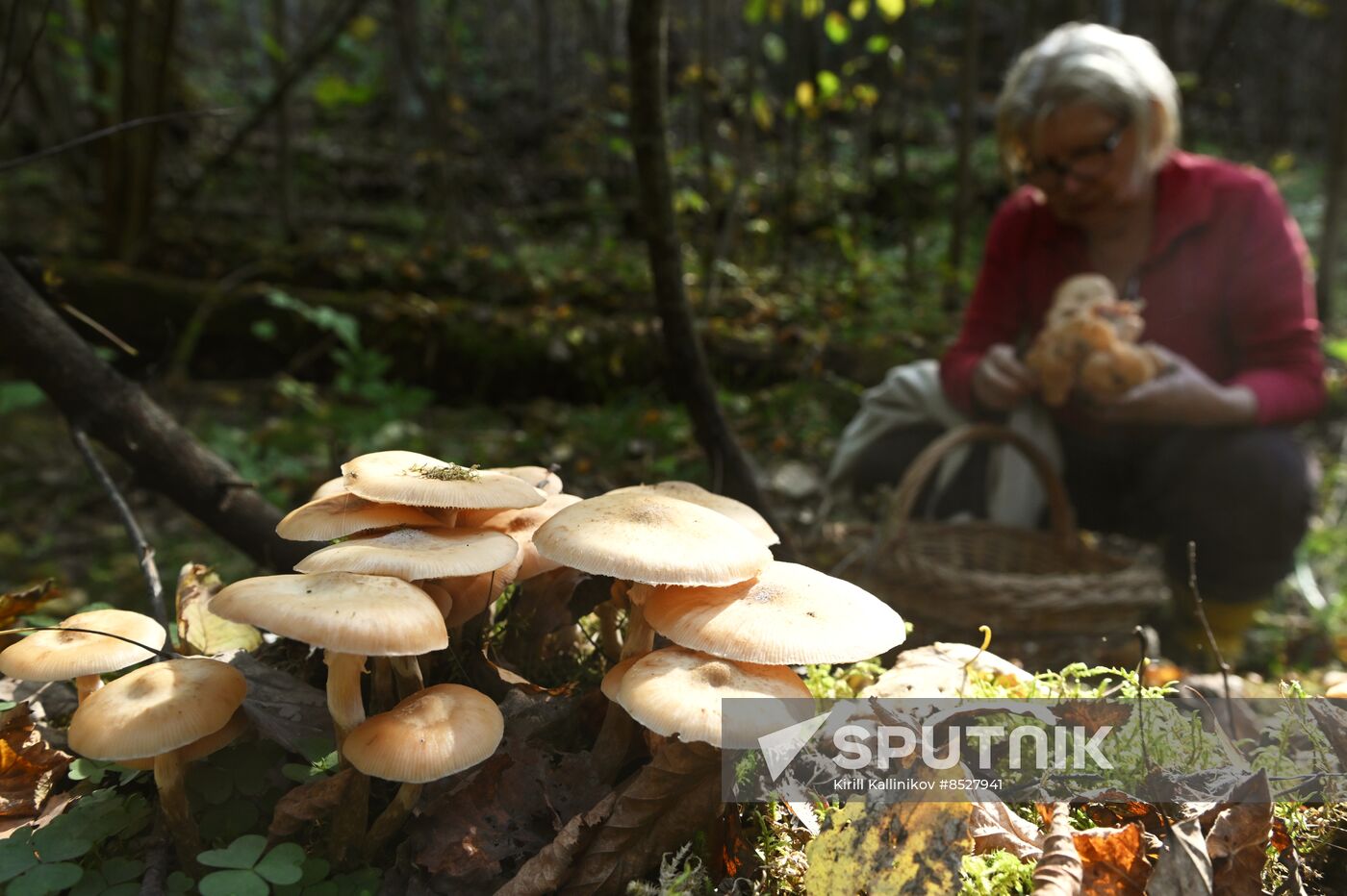 Russia Mushroom Season