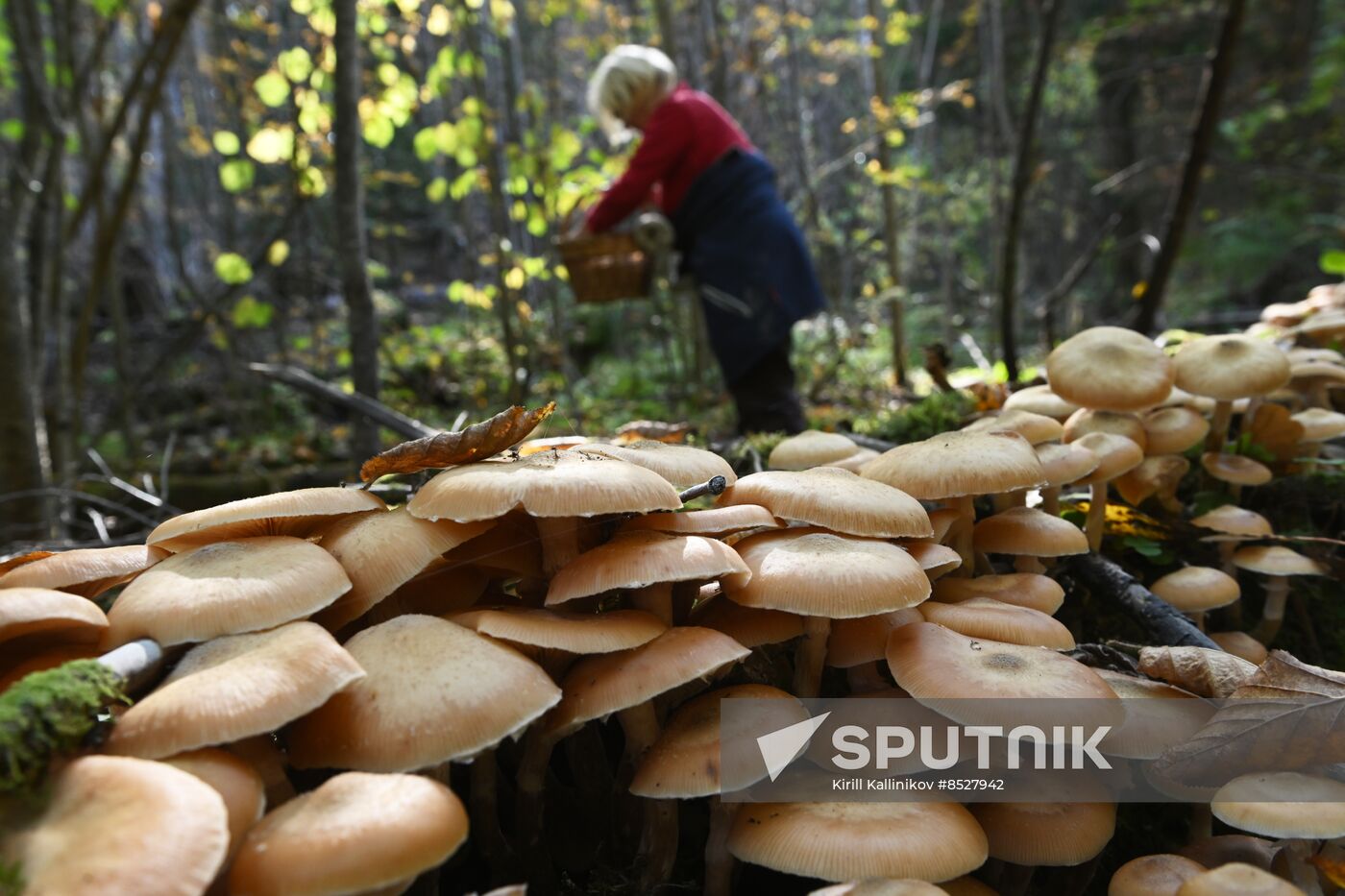 Russia Mushroom Season