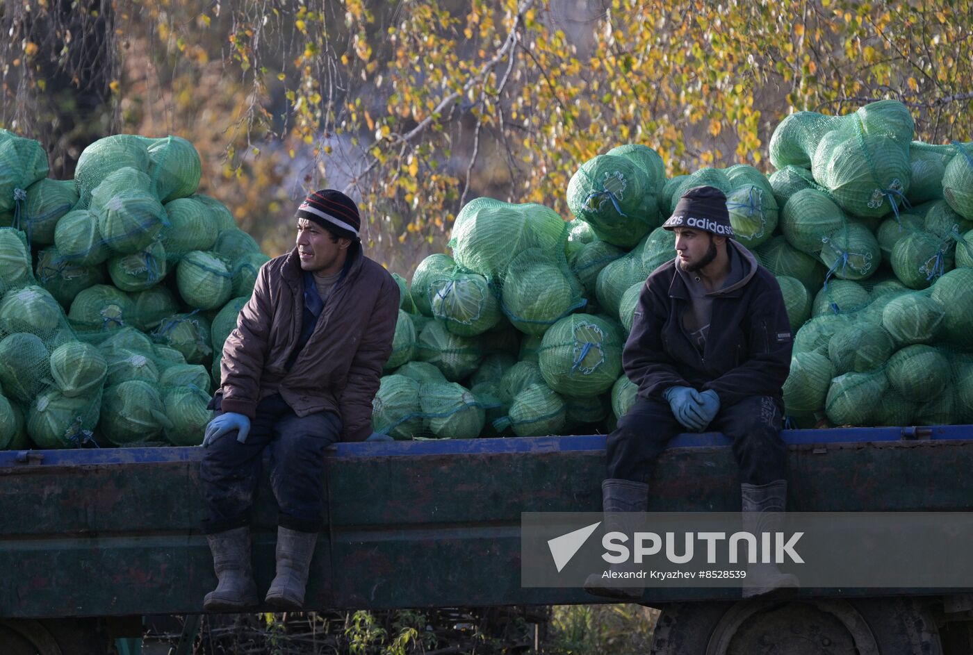 Russia Agriculture Vegetables Harvesting