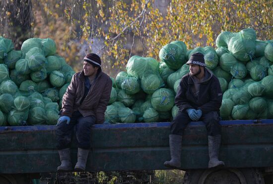 Russia Agriculture Vegetables Harvesting