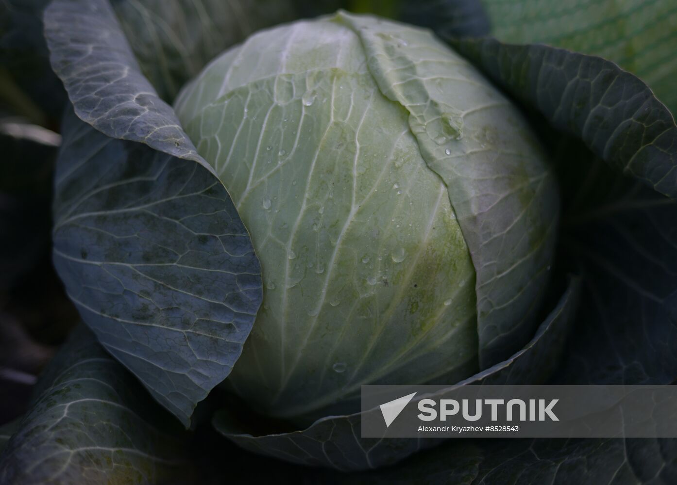 Russia Agriculture Vegetables Harvesting