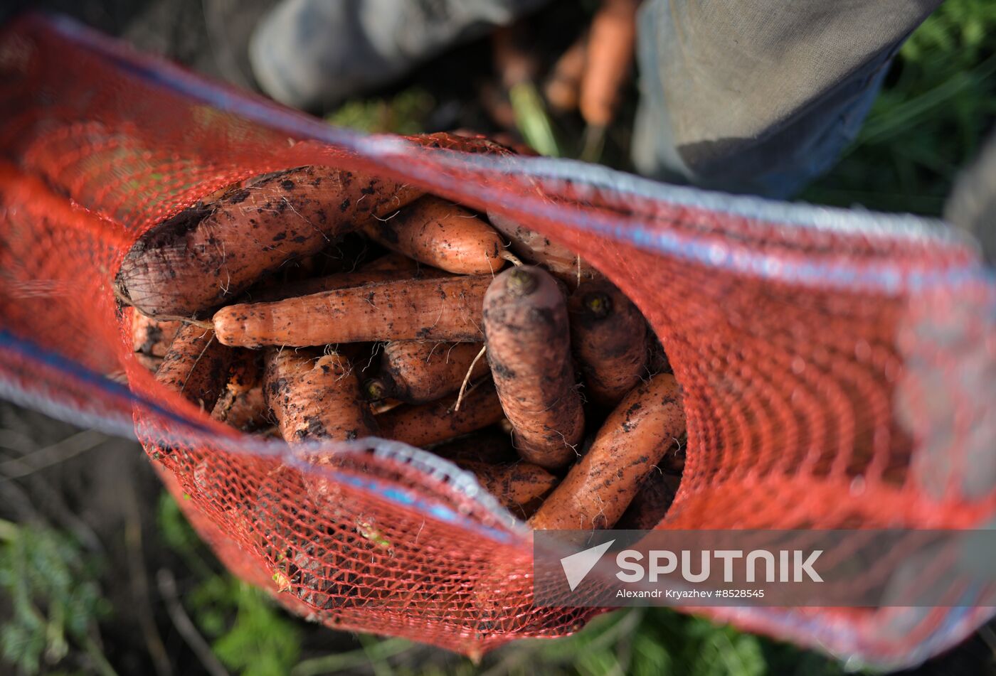 Russia Agriculture Vegetables Harvesting