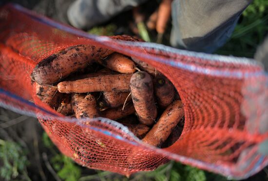 Russia Agriculture Vegetables Harvesting