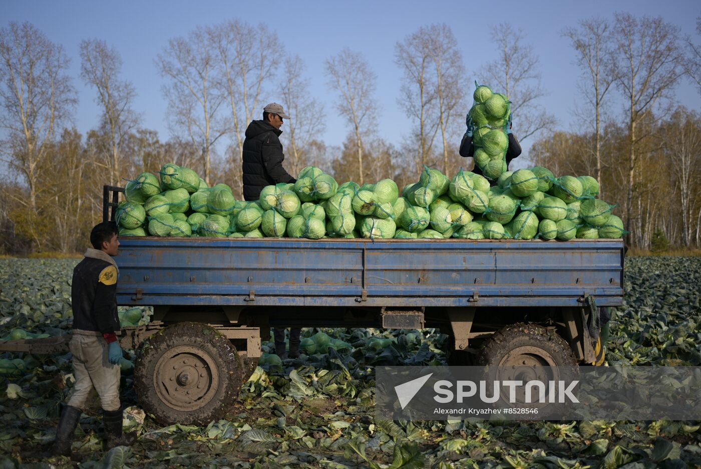 Russia Agriculture Vegetables Harvesting