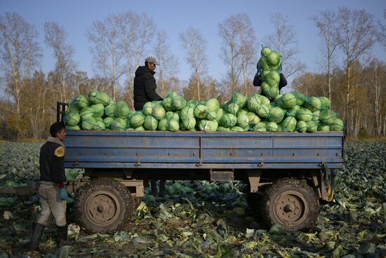 Russia Agriculture Vegetables Harvesting