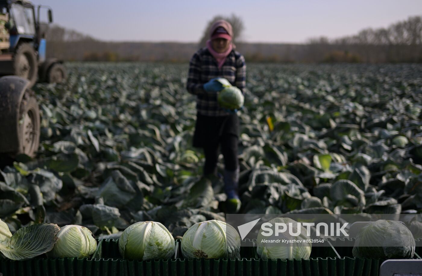 Russia Agriculture Vegetables Harvesting