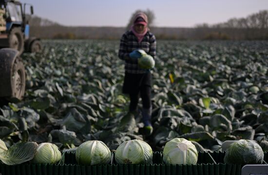 Russia Agriculture Vegetables Harvesting