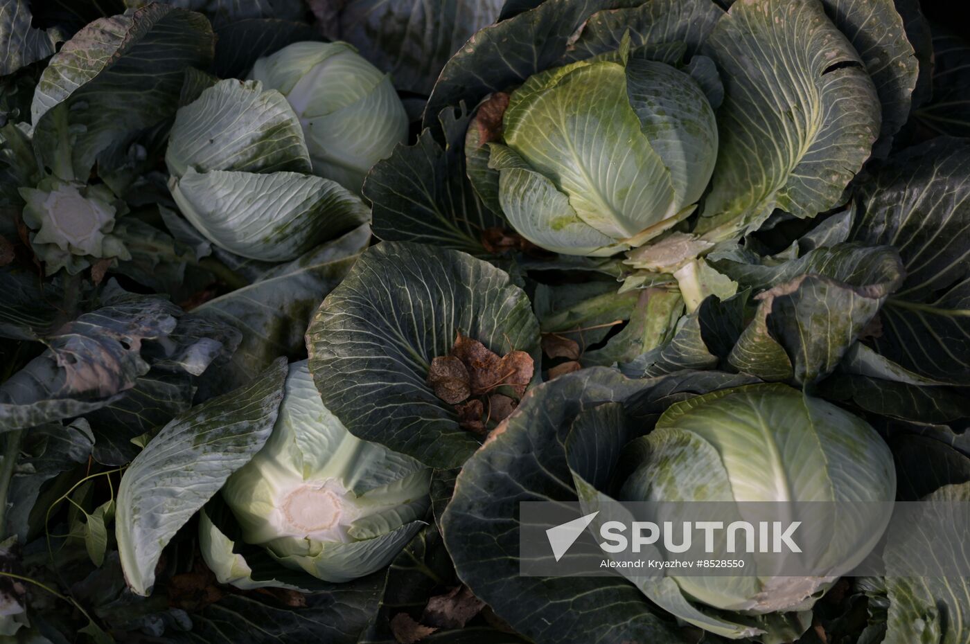 Russia Agriculture Vegetables Harvesting