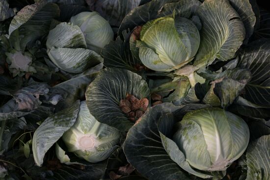 Russia Agriculture Vegetables Harvesting