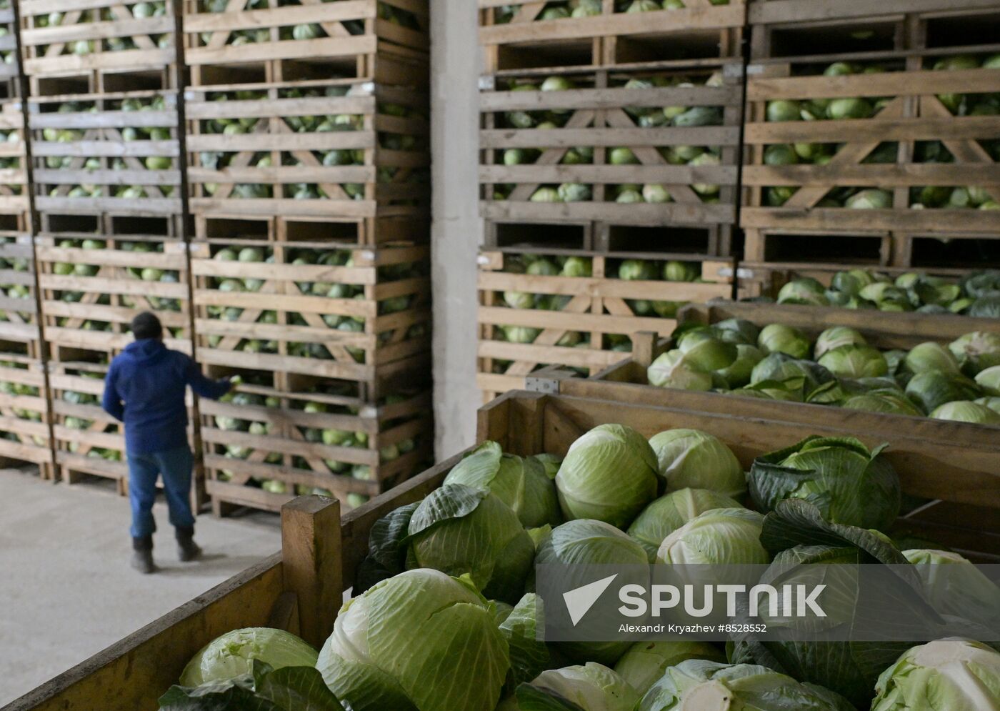 Russia Agriculture Vegetables Harvesting