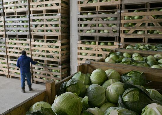 Russia Agriculture Vegetables Harvesting